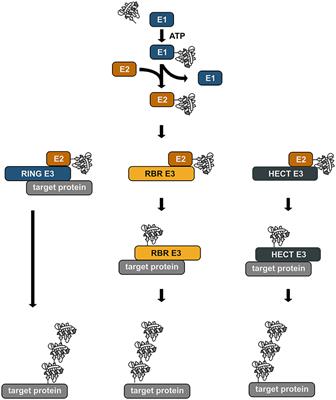 Linear Ubiquitin Chains: Cellular Functions and Strategies for Detection and Quantification